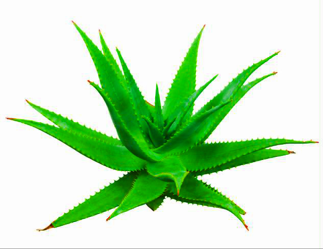 MF059 Wall décor art photographic on canvas botanical Aloe Vera